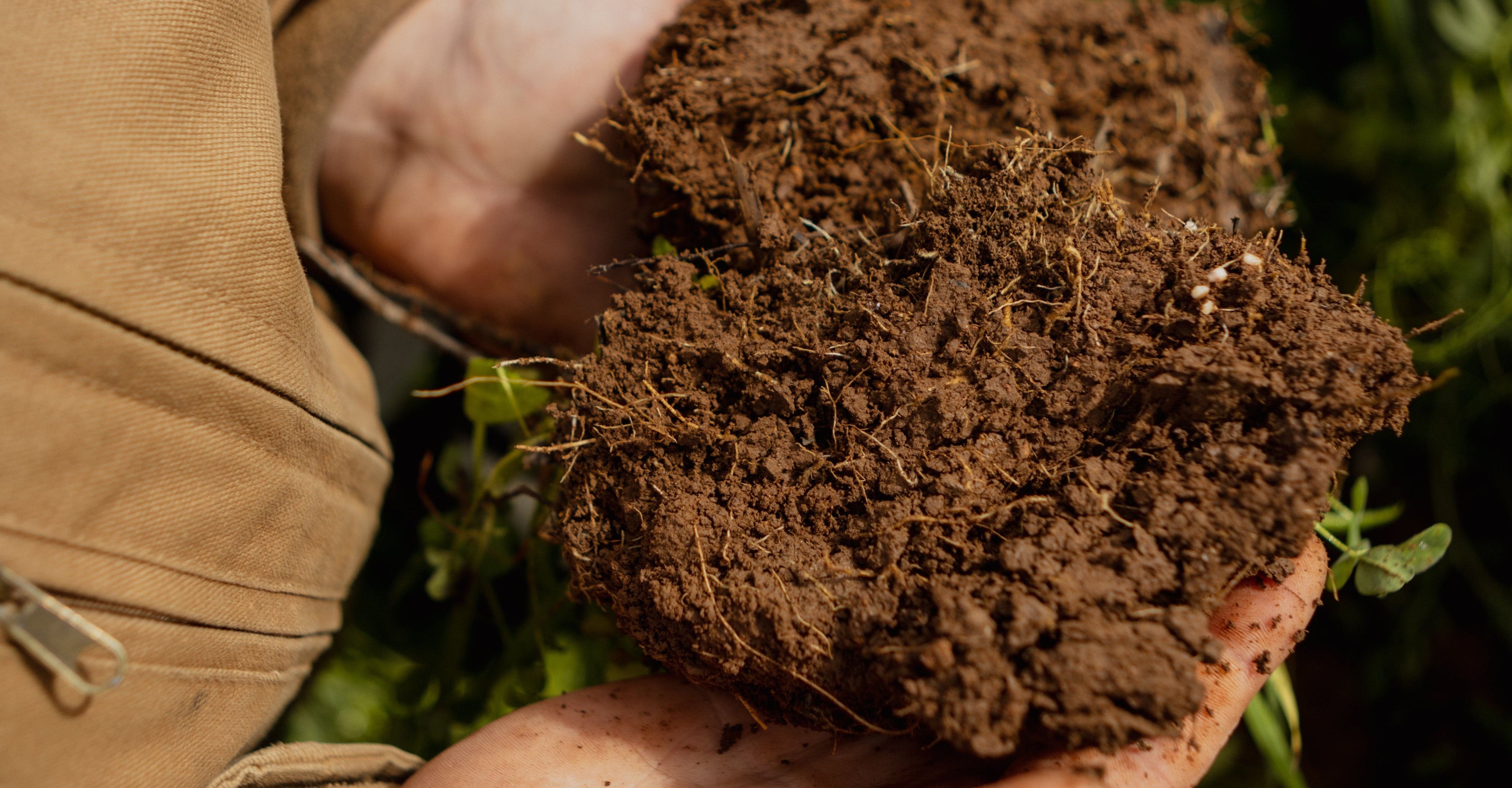 Close-up of hands holding a clump of soil against a natural background