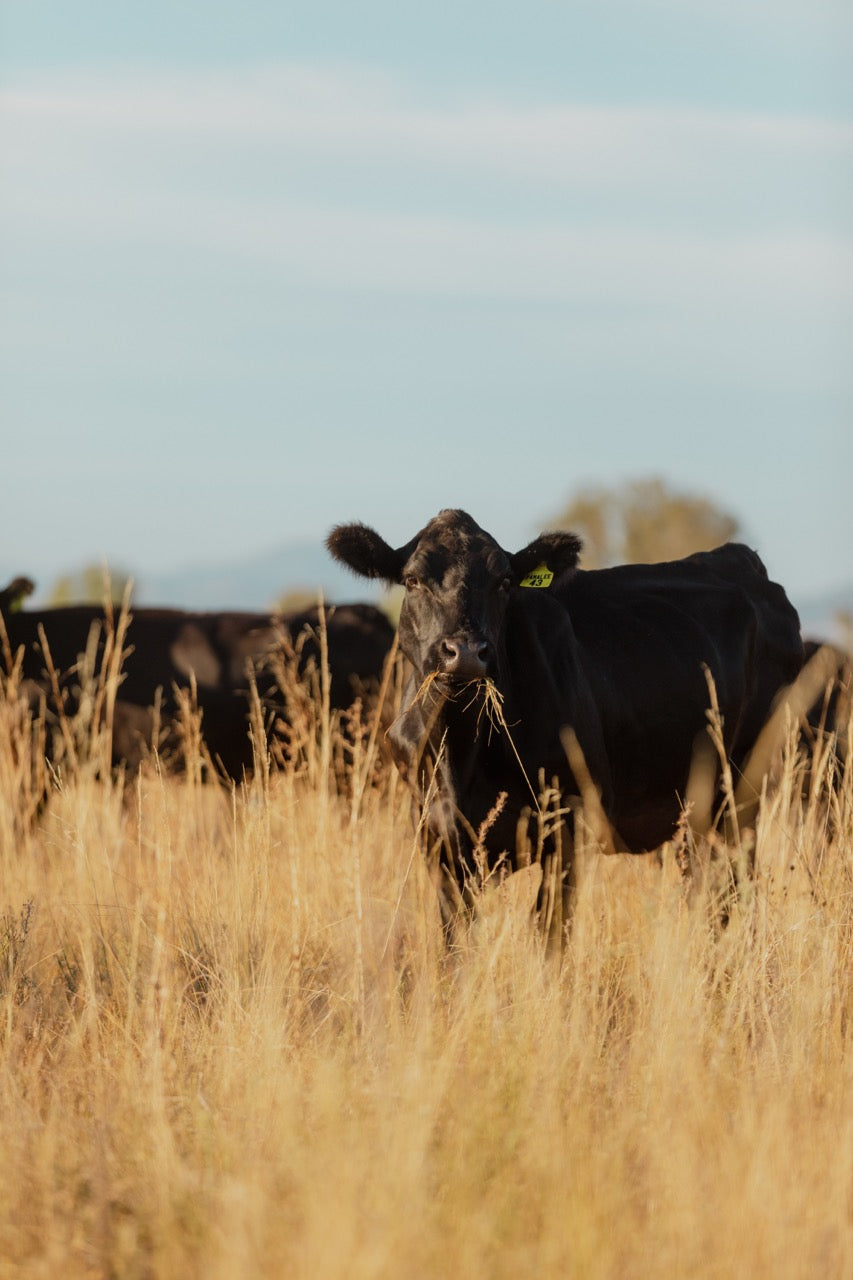 Black cow in paddock eating grass.
