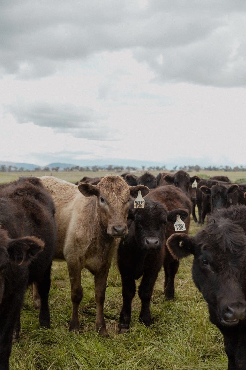 Cows in paddock.