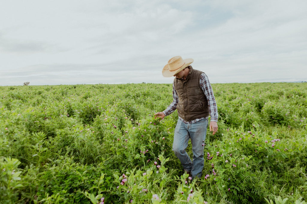 Man in green pasture.